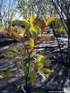 rośliny ogrodowe - Magnolia sina Magnolia virginiana C2/50-60cm *K15