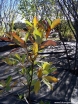 sklep ogrodniczy - Magnolia sina Magnolia virginiana C3/50-80cm *K13