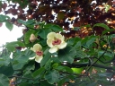 rośliny ogrodowe - Magnolia x wieseneri HILLIER CLONE C2/20cm *21T