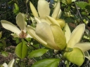 rośliny ozdobne -  Magnolia YELLOW LANTERN C2/40cm