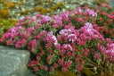 rośliny ogrodowe -  Wawrzynek LEILA HAINES Daphne C2/5-10cm *K13