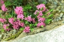 rośliny ozdobne - Wawrzynek LEILA HAINES Daphne C2/5-10cm *K13