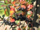 rośliny ogrodowe - Aronia WIELKOOWOCOWA - zestaw 3 sztuk w doniczkach