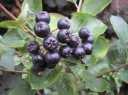 sklep ogrodniczy - Aronia WIELKOOWOCOWA - zestaw 3 sztuk w doniczkach