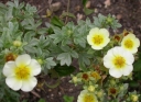 sklep ogrodniczy -  Pięciornik krzewiasty VILMORINIANA Potentilla fruticosa C2