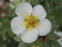 rośliny ogrodowe - Pięciornik krzewiasty VILMORINIANA Potentilla fruticosa C2