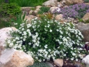 sklep ogrodniczy - Pięciornik krzewiasty VILMORINIANA Potentilla fruticosa C2