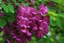 sadzonki -  Robinia szczeciniasta Robinia hispida C5/Pa150cm