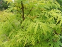 rośliny ogrodowe - Bez koralowy Goldenlocks (Sambucus racemosa Goldenlocks) szczepiony C5/40-60cm *19