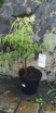 rośliny ozdobne - Bez koralowy Goldenlocks (Sambucus racemosa Goldenlocks) szczepiony C5/40-60cm *19