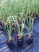 sklep ogrodniczy - Trawa pampasowa Biała (Cortaderia selloana White) C1