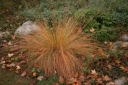 sadzonki - Sporobolus heterolepis /P9 *26