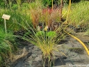 rośliny ogrodowe - Sporobolus heterolepis /P9 *26