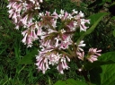 sklep ogrodniczy - Lilak junański Syringa yunnanensis C5/60-80cm