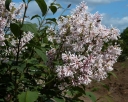 rośliny ozdobne - Lilak junański Syringa yunnanensis C5/60-80cm