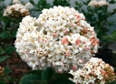 sklep ogrodniczy -  Kalina angielska CAYUGA Viburnum ×carlcephalum C3