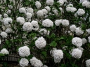 rośliny ogrodowe - Kalina angielska CAYUGA Viburnum ×carlcephalum C3