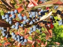 sklep ogrodniczy -  Kalina białojagodowa WINTERTHUR Viburnum nudum C2/30cm