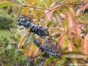rośliny ogrodowe - Kalina białojagodowa WINTERTHUR Viburnum nudum C2/30cm