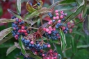 rośliny ogrodowe - Kalina białojagodowa WINTERTHUR Viburnum nudum C2/30cm