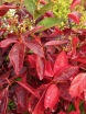 rośliny ogrodowe - Kalina białojagodowa WINTERTHUR Viburnum nudum C2/30cm
