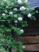 sklep ogrodniczy - Wisteria frutescens NIVEA Glicynia amerykańska C2/80cm