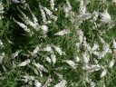 sadzonki - Niepokalanek korzenny SILVER SPIRE vitex agnus CASTUS Pieprz mnisi /C3 *T45