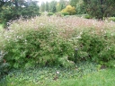 sklep ogrodniczy - Niepokalanek korzenny SILVER SPIRE vitex agnus CASTUS Pieprz mnisi /C3 *T45