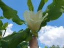 sadzonki - Magnolia wielkolistna ASHEI M.macrophylla C6/40-50cm *T
