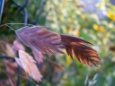 sklep ogrodniczy -  Uniola latifolia /P9