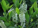 sklep ogrodniczy -  Orszelina olcholistna SEPTEMBER BEAUTY Hummingbird Clethra alnifolia C2/60-80cm *K20
