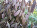 sklep ogrodniczy - Uniola latifolia /P9