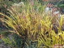 sadzonki - Uniola latifolia /P9