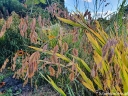 sklep ogrodniczy - Uniola latifolia /P9