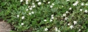 rośliny ozdobne - Pięciornik trójząbkowy NUUK Potentilla tridentata /C1,5 *16