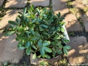 sklep ogrodniczy - Pięciornik trójząbkowy NUUK Potentilla tridentata /C1,5 *16