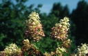 rośliny ozdobne - Hortensja wiechowata MID LATE SUMMER Hydrangea paniculata