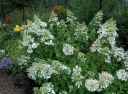 rośliny ozdobne - Hortensja wiechowata MID LATE SUMMER Hydrangea paniculata