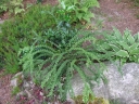 rośliny ozdobne - Wietlica samicza FRIZELLIAE Athyrium filix-femina /P11