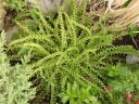 sadzonki - Wietlica samicza FRIZELLIAE Athyrium filix-femina /P11