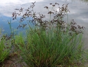 sklep ogrodniczy -  Sit członowaty Juncus articulatus