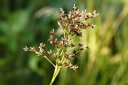 rośliny ogrodowe - Sit członowaty Juncus articulatus