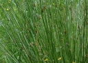 sklep ogrodniczy - Sit członowaty Juncus articulatus