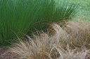 rośliny ogrodowe - Sit członowaty Juncus articulatus