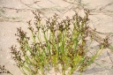 rośliny ogrodowe - Sit członowaty Juncus articulatus
