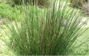 rośliny ozdobne - Sit członowaty Juncus articulatus