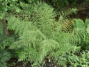 rośliny ogrodowe - Narecznica samcza POLYDACTYLON Dryopteris filix-mas /P11-C2