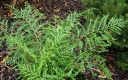 sklep ogrodniczy - Narecznica samcza POLYDACTYLON Dryopteris filix-mas /P11-C2