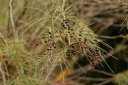 rośliny ogrodowe - Bez czarny LINEARIS Sambucus nigra C5