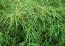 rośliny ozdobne - Bez czarny LINEARIS Sambucus nigra C5